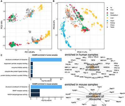 Comparative Transcriptome Landscape of Mouse and Human Hearts